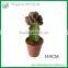 Ornamental indoor Graft Mini Cactus bonsai