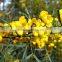 Cassia Angustifolia extract