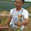 Plant Root Promoter Organic Liquid