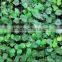 12PCS 7.5FT 100 Leaves Artificial Fake Foliage IVY Vine Garland Small Leaf Garland