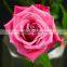 Export Fresh Cut Rose Flower Best Selling Fresh Rose Banquets For Wedding Decoration