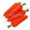 carrot,carrot supplier,Chinese carrot,fresh carrot