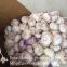 New Crop Fresh Jinxiang Normal White Garlic 5cm And Up In Carton Box Packing