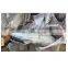 Hot sale WR Chinese frozen canned skipjack tuna import export