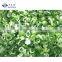 Sinocharm BRC A Approved 4-6MM IQF Scallion Slice Frozen Green Onion