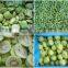 Sinocharm BRC A Approved IQF Kiwi Peeled Whole Frozen Kiwifruit