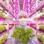 Shenzhen Factory Best LED Grow Lights for Growing Plants With LED Lights Growing Plants Under LED Lights