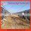 factory design full-auto hot-dipped Farm Equipment for Broiler chicken