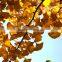 Memory Booster Biloba Ginkgo Organic Gold Ganoderma Extract