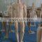 Realistic European full body male mannequin