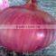 china fresh peeled onion