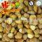 IQF Chestnuts from China Grade C Peeled Chestnuts