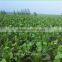 Competitive Price Fresh Horseradish