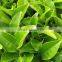 GMP Factory Supply High Quality Green Tea Extract EGCG 50%-98%