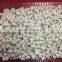 frozen Chlemy nobilis bay scallop for sale