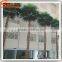 Guangzhou Songtao Wholesale Outdoor Decorative Palm Trees Electric Palm Tree Artificial Palm Trees