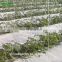 China Eggplant Hydroponics and Coconut Cultivation Equipment/Hydroponics Growing Systems
