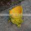 2015 Hot Sales Cheap Wholesale Magnesia Craft Lotus Tables and Frog Chairs