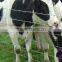 Farm and ranch fencing