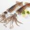 Illex Argentinus Frozen Squid Whole Round