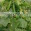 Hybrid F1 Hot Resistance Fruit Type Seedless Cucumber Seeds For Sale-Europa 201