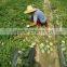 Kewana seeds Jelly Melon Seeds The horned Melon For Growing