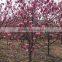 2016 Newest Purple Magnolia Seeds Mulan Tree Seeds For Planting