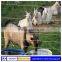 Low price cattle goat fence for sale(Factory)
