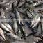 seafrozen pacific mackerel from China