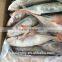 20 - 30 pcs / 10 kg High quality Red tail horse mackerel