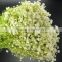 Alibaba china hotsell new style gypsophila for wedding bride