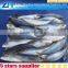 200-300g IQF mackerel from china, high quality makerel fish for sale