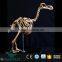 OA-DS-16051301 Replicated Dinosaur Fossils