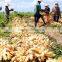 Curent crop of ginger in Vietnam