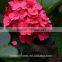 Low Price And High Quality Natural White Hydrangea Hydrangeas For Wedding From Kunming, Yunnan