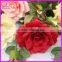 garden decoration individual rose flower with green leaves