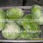 2016 Fresh flat cabbage (big size) from new crop of China origin