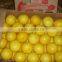 yellow grapefruit