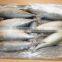 frozen mackerel