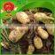 high quality fresh yellow potato on sale