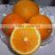 New Fresh Navel orange Price from Orange Factory