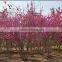 High Quality Judas Redbud Bauhinia Flower Tree Seeds For Growing