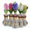 Hydroponic Dutch Hyacinth Flower Bulbs, Hyacinthus Orientalis