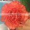 Fresh cut carnation flower from China