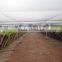 commercial bird netting prevent bug netting for vineyard