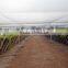 commercial bird netting prevent bug netting for vineyard