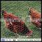 hex mesh fabric chicken wire chicken wire mesh