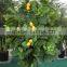 Tropical Mango trees for sale Chinese goods wholesale artificial mango tree