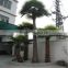 SJ2017200010 hot sale fake plastic Washington palm tree for outdoor