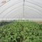 Low price double layer plastic poly film greenhouses for mushroom